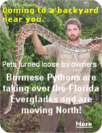Florida Fish & Game officials say Burmese pythons can travel over a mile a day by land, and they can swim even farther, to reach areas outside the Everglades.